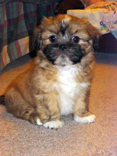 Lhasa Apso photo thumbnail 6