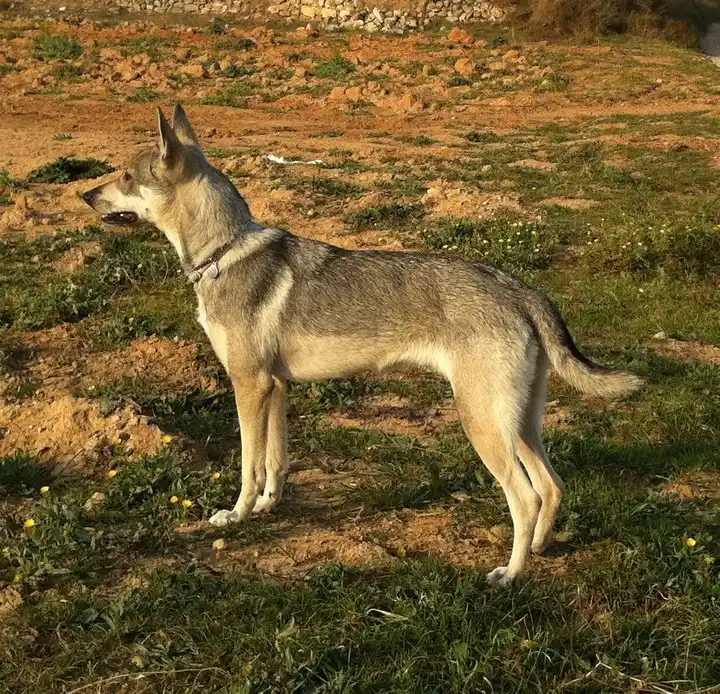 Lobito Herreno, a 89% match to Villano de Las Encartaciones