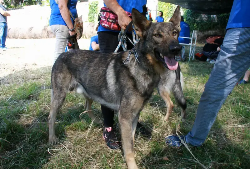 Lupo Italiano, a 92% match to Lithuanian Hound