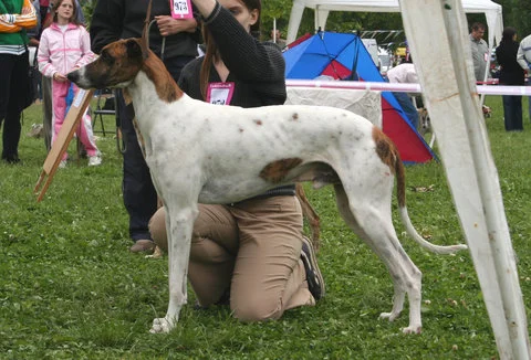 Magyar Agar - Hound breed known for being Affectionate and Enduring
