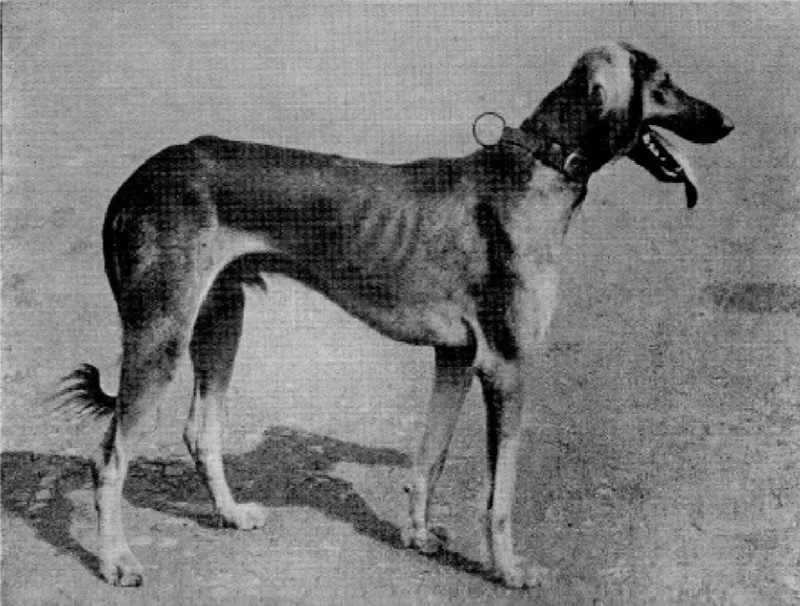 Mahratta Hound, a 90% match to Banjara Hound