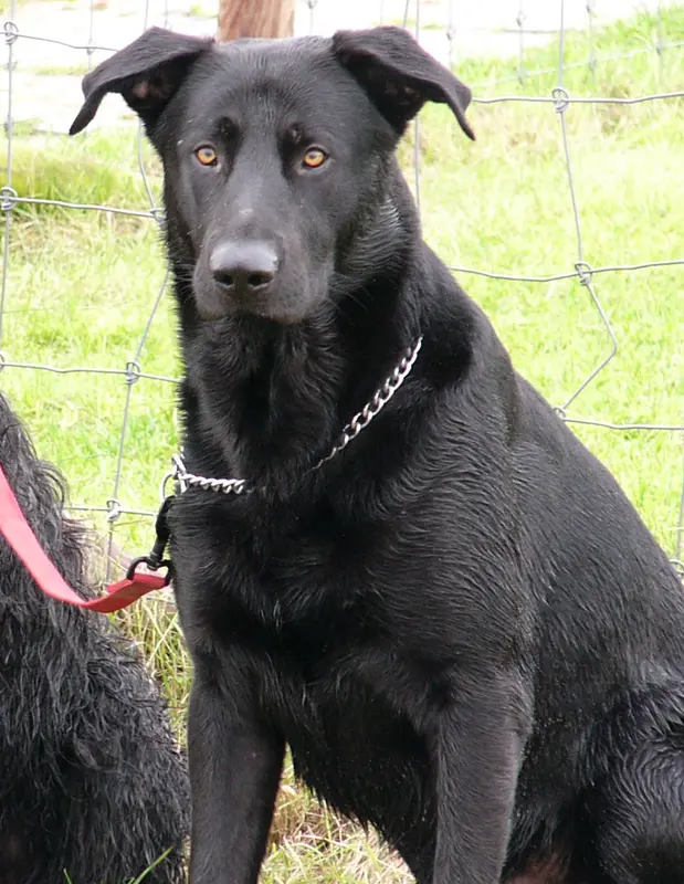 Majorca Shepherd Dog photo thumbnail 1