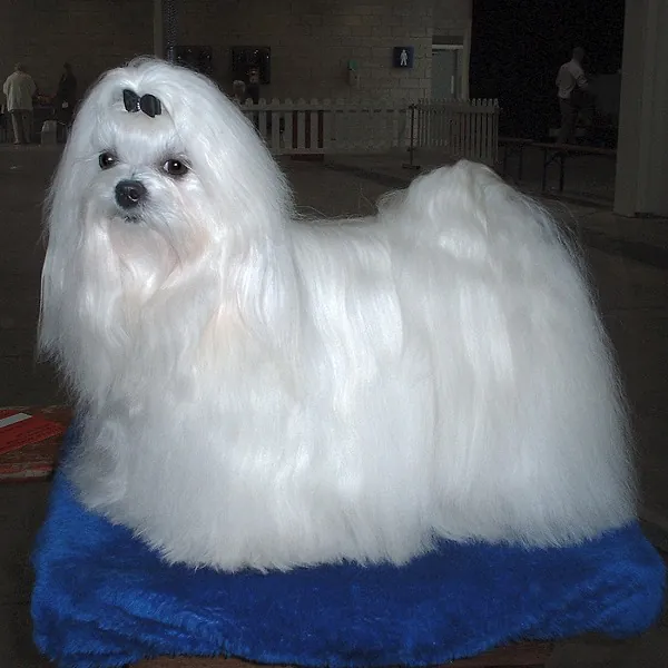 Maltese, a 85% match to Shih Tzu
