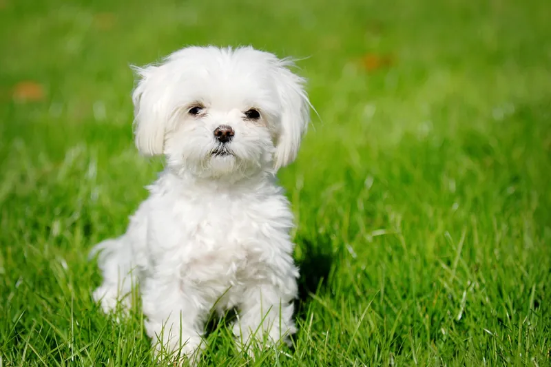 Maltese photo thumbnail 3