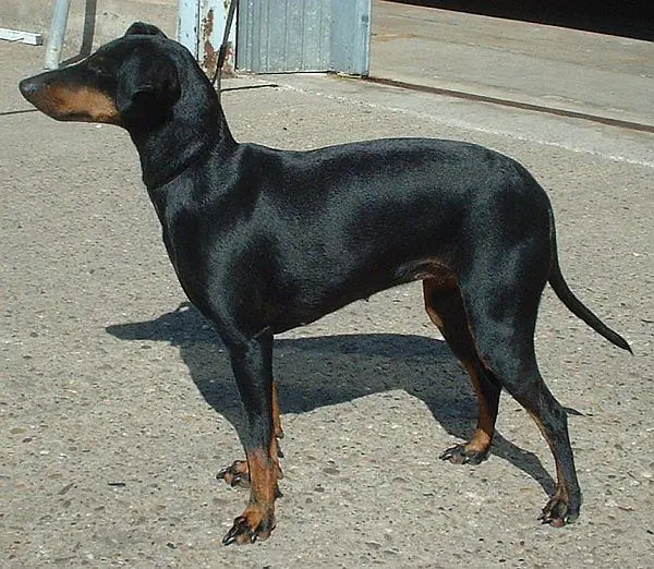 Manchester Terrier, a 84% match to Lakeland Terrier