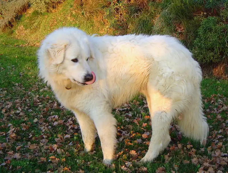 Maremmano-Abruzzese Sheepdog, a 88% match to Carpathian Shepherd Dog