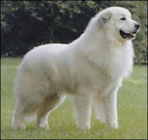 Maremmano-Abruzzese Sheepdog photo thumbnail 3