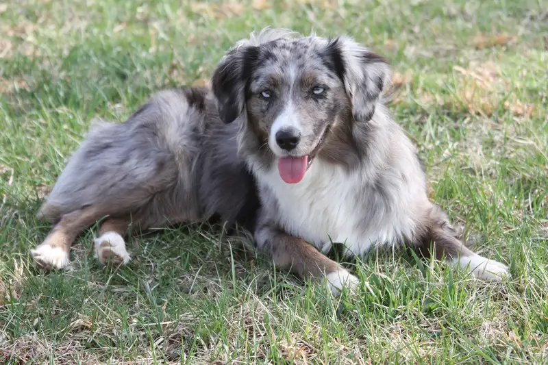 Miniature American Shepherd photo thumbnail 1