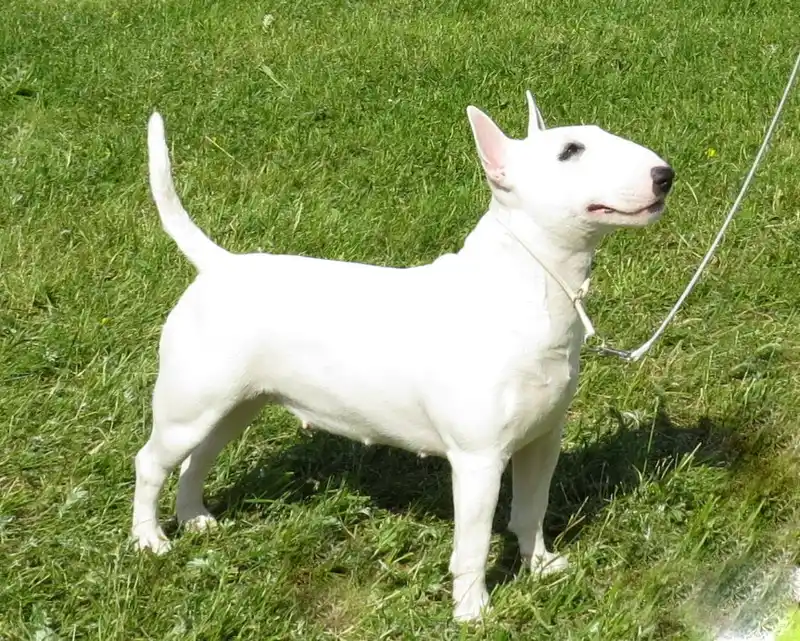 Miniature Bull Terrier, a 85% match to Lakeland Terrier