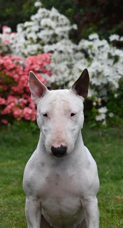 Miniature Bull Terrier photo thumbnail 4