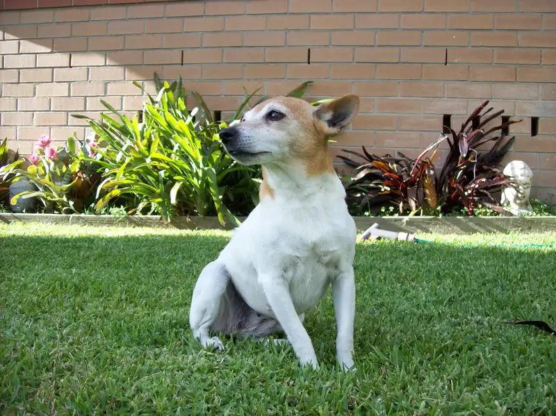 Miniature Fox Terrier, a 86% match to Indian Pariah Dog