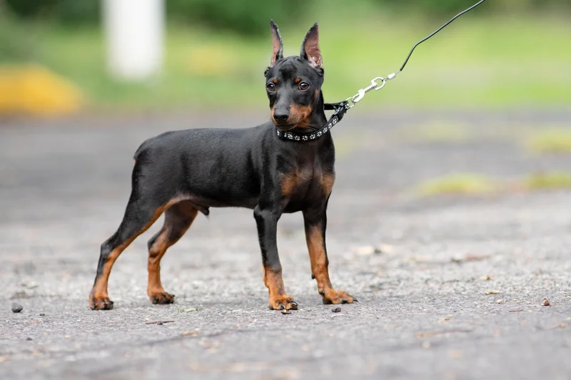 Miniature Pinscher photo thumbnail 4