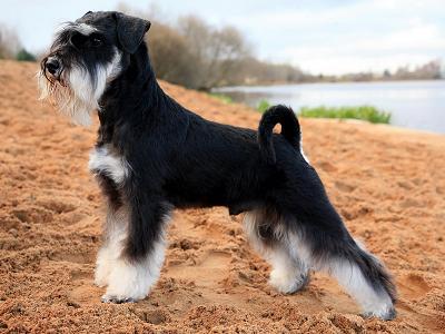 Miniature Schnauzer, a 84% match to Affenpinscher
