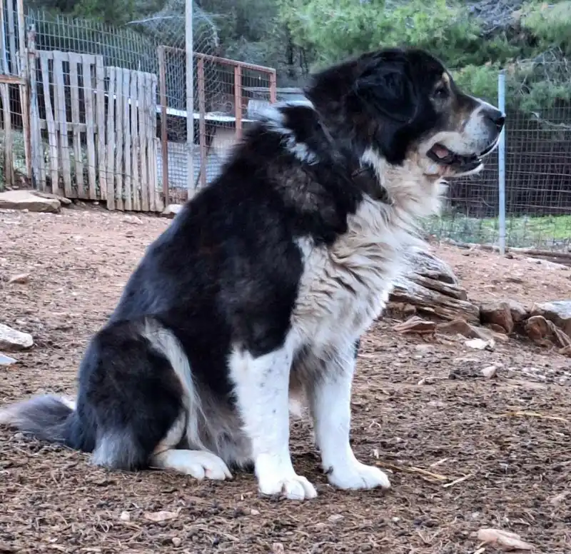 Molossus of Epirus - Molosser breed known for being Affectionate and Brave