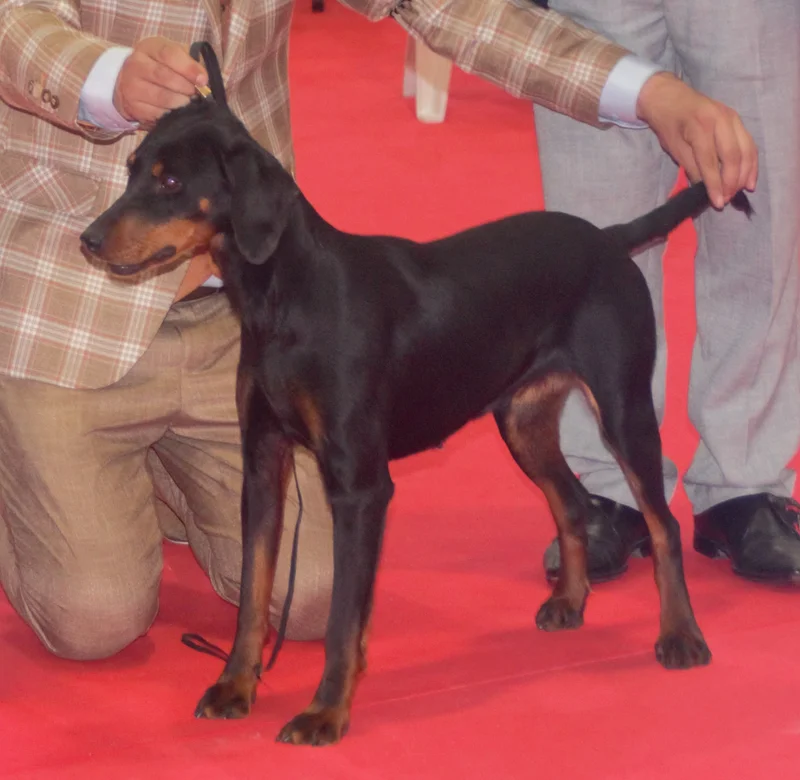 Montenegrin Mountain Hound, a 85% match to Afghan Hound