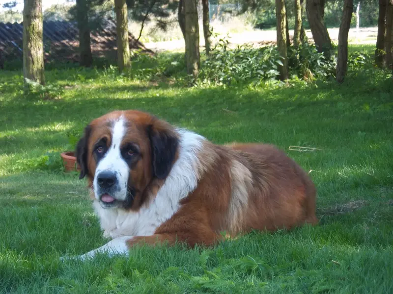 Moscow Watchdog, a 89% match to Carpathian Shepherd Dog