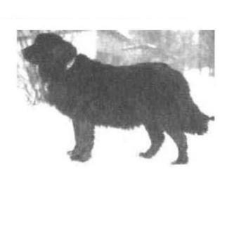 Moscow Water Dog, a 91% match to Moscow Watchdog