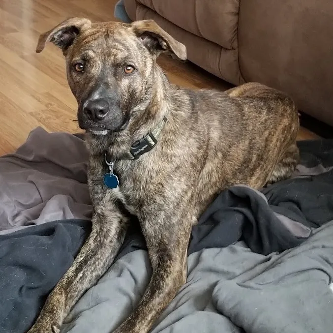 Mountain Cur, a 88% match to Old Croatian Sighthound