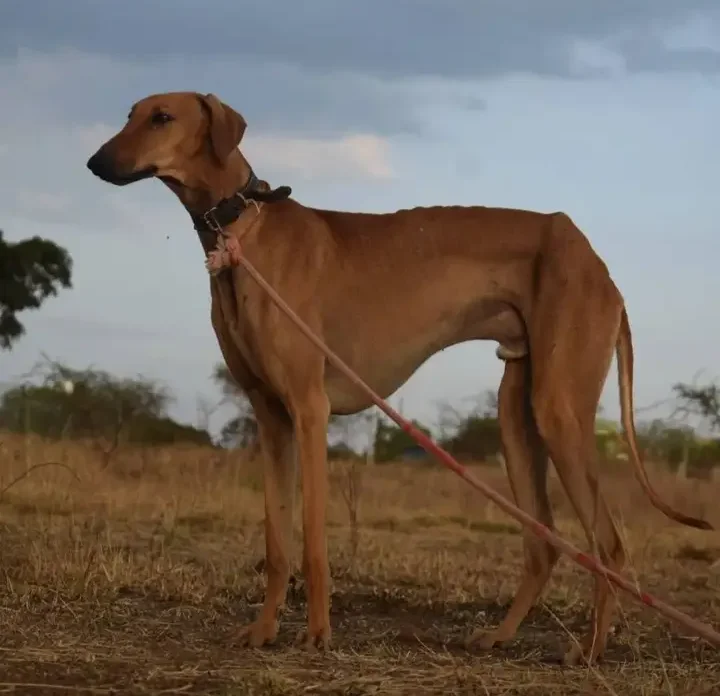 Mudhol Hound photo thumbnail 1
