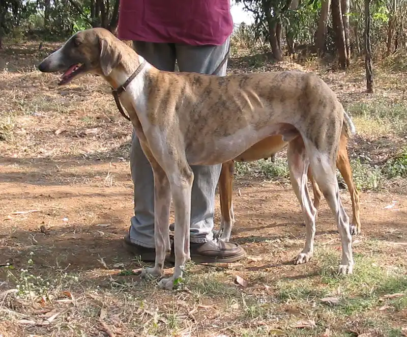 Mudhol Hound photo thumbnail 2