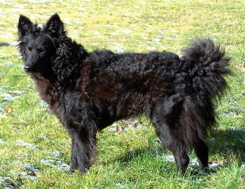 Mudi, a 88% match to New Zealand Heading Dog