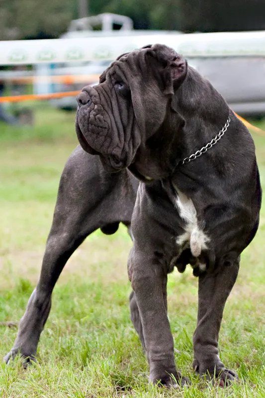 Neapolitan Mastiff photo thumbnail 1