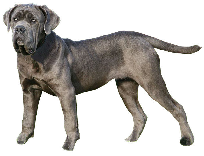 Neapolitan Mastiff photo thumbnail 3