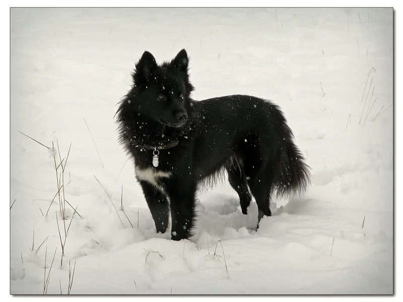 Nenets Herding Laika photo thumbnail 1