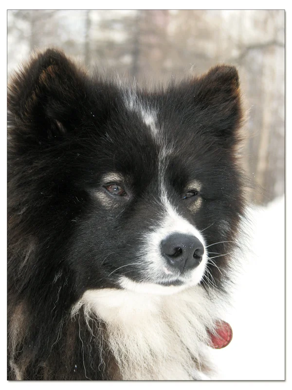 Nenets Herding Laika photo thumbnail 2