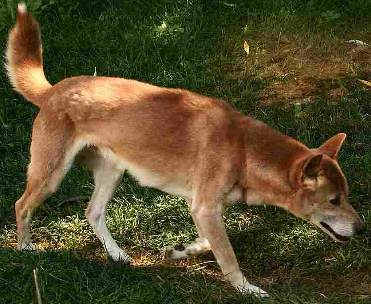 New Guinea Singing Dog - Primitive breed known for being Curious and Energetic