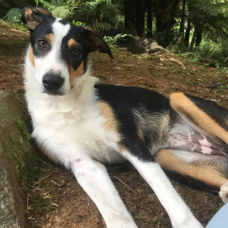 New Zealand Heading Dog, a 85% match to Border Collie