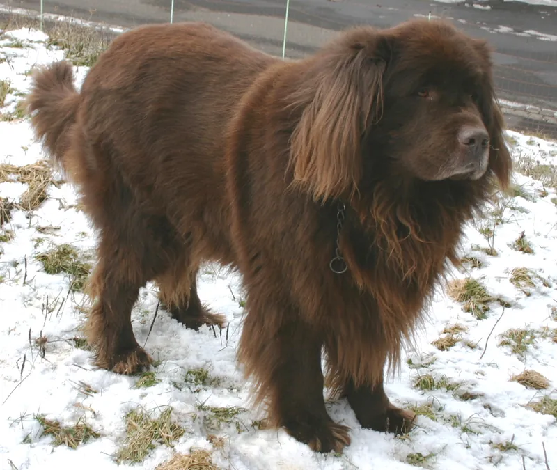 Newfoundland photo thumbnail 3