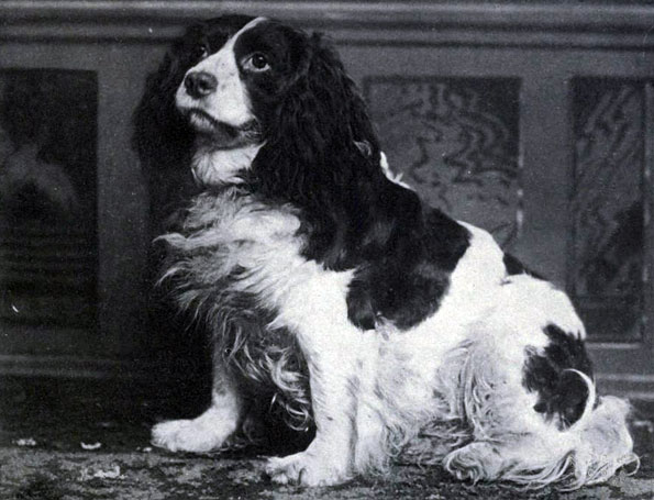 Norfolk Spaniel - Sporting breed known for being Affectionate and Energetic