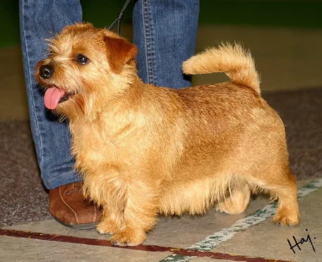 Norfolk Terrier photo thumbnail 1
