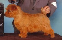 Norfolk Terrier photo thumbnail 3