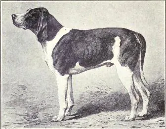 Norman Hound, a 85% match to Greyhound
