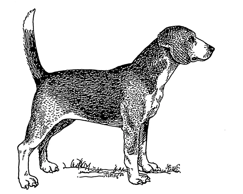North Country Beagle, a 81% match to Bloodhound