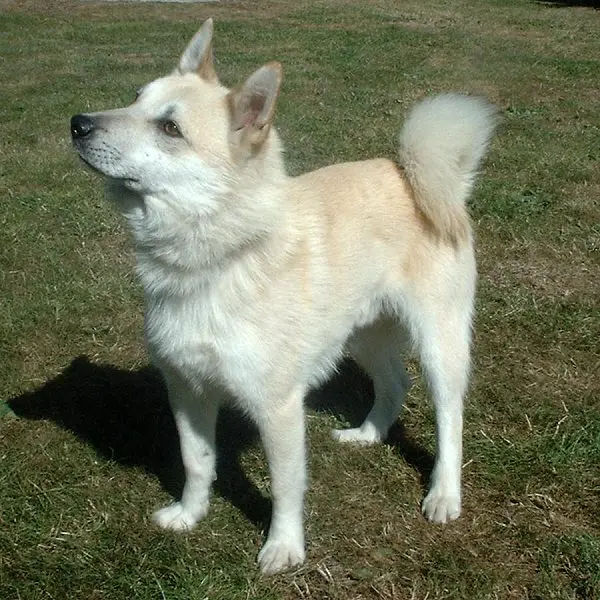 Norwegian Buhund, a 87% match to Miniature American Shepherd