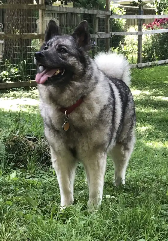 Norwegian Elkhound, a 86% match to Finnish Spitz