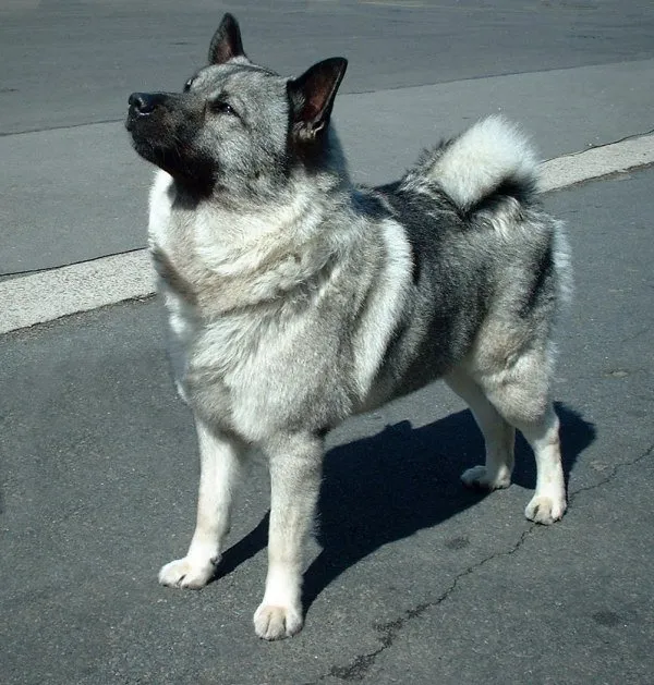 Norwegian Elkhound photo thumbnail 2