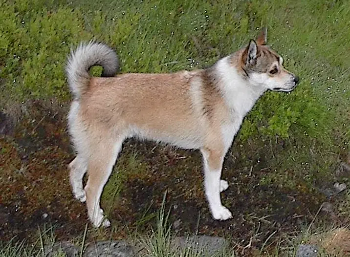 Norwegian Lundehund, a 89% match to Schipperke