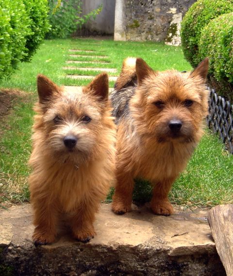 Norwich Terrier, a 87% match to Teddy Roosevelt Terrier