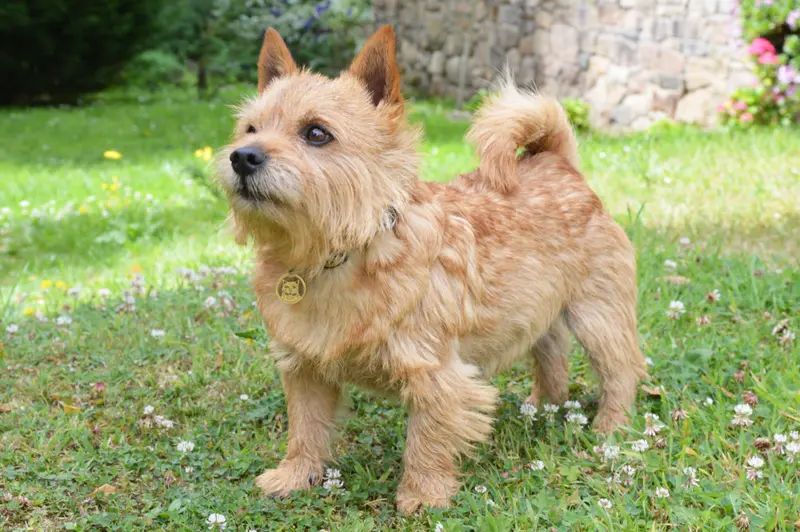 Norwich Terrier photo thumbnail 2