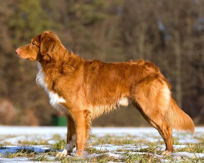 Nova Scotia Duck Tolling Retriever, a 85% match to Irish Setter