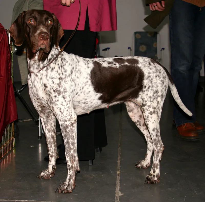 Old Danish Pointer, a 88% match to Lai