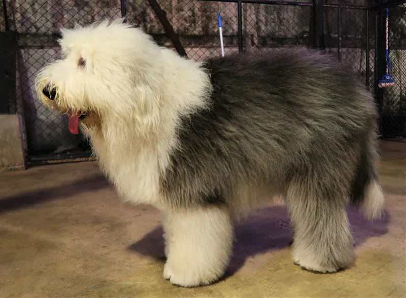 Old English Sheepdog - Herding breed known for being Affectionate and Gentle