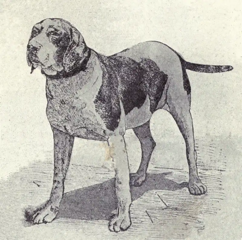 Old Spanish Pointer - Hunting breed known for being Adaptable and Energetic