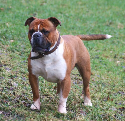 Olde English Bulldogge - Mixed breed known for being Alert and Confident