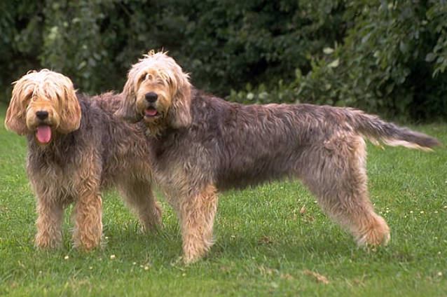 Otterhound - Hound breed known for being Affectionate and Amiable
