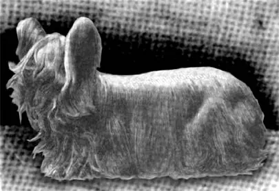 Paisley Terrier, a 86% match to Prazsky Krysarik